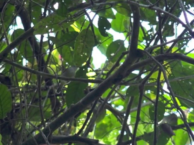 Philippine Leaf Warbler - ML201655201