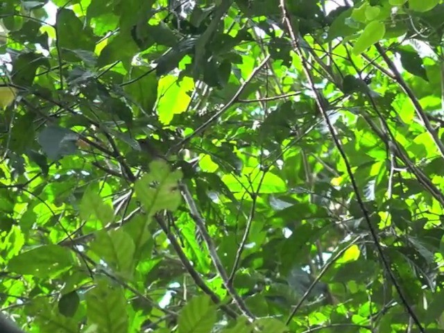 Philippine Leaf Warbler - ML201655211