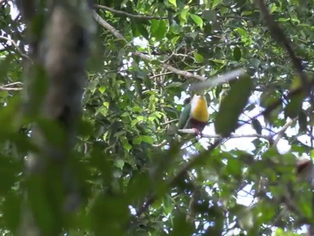 Yellow-breasted Fruit-Dove - ML201655281