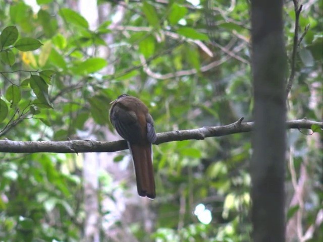  - Philippine Trogon
