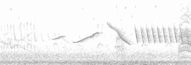Chalk-browed Mockingbird - ML201656