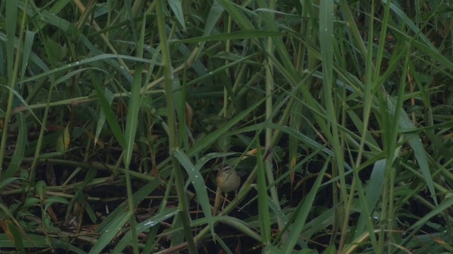 Black-browed Reed Warbler - ML201656081