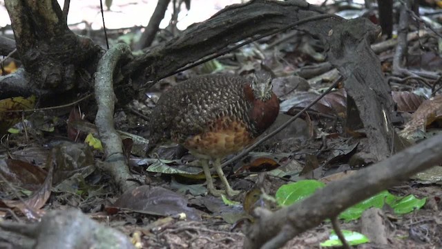 Sabah Partridge - ML201656331