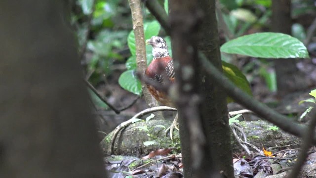 Sabah Partridge - ML201656411