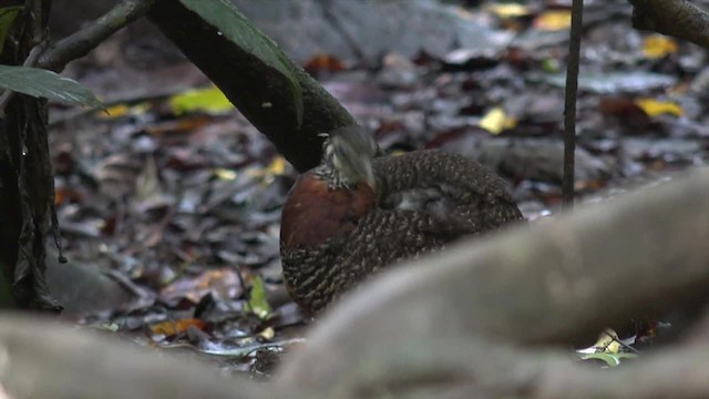 Sabah Partridge - ML201656541
