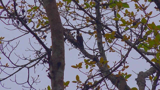 Orange-backed Woodpecker - ML201656651