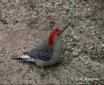 Red-bellied Woodpecker - ML201656751