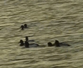 Greater Scaup - ML201656881