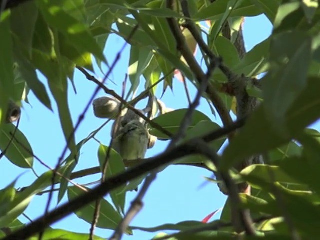 Japanese Leaf Warbler - ML201657431