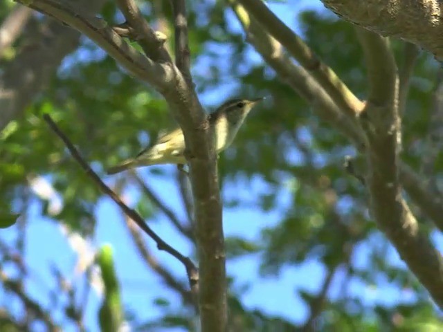 Japanese Leaf Warbler - ML201657491