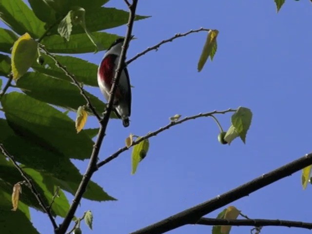 Black-belted Flowerpecker - ML201657561