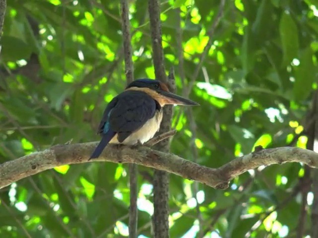 Rufous-lored Kingfisher - ML201657781