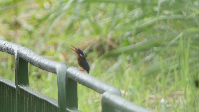 Blue-eared Kingfisher - ML201658261