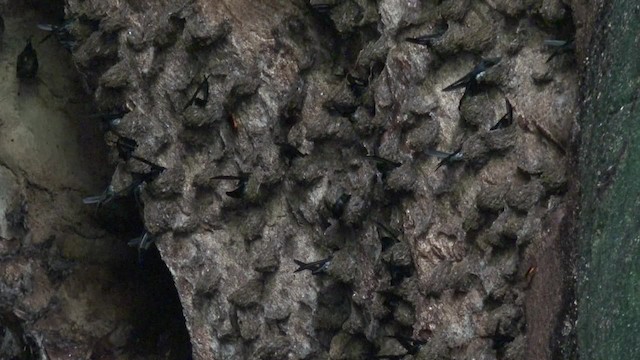 Mossy-nest Swiftlet - ML201658331