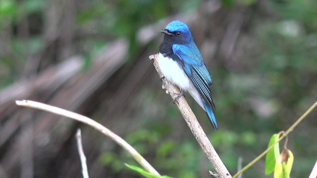 Blue-and-white Flycatcher - ML201658391