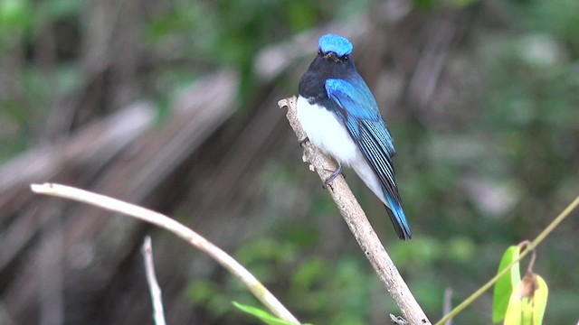 Blue-and-white Flycatcher - ML201658401
