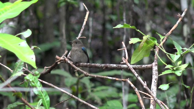 Blue-and-white Flycatcher - ML201658461