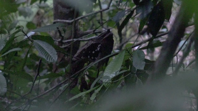 Dulit Frogmouth - ML201658621