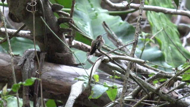 Гвианский колибри-отшельник - ML201658661