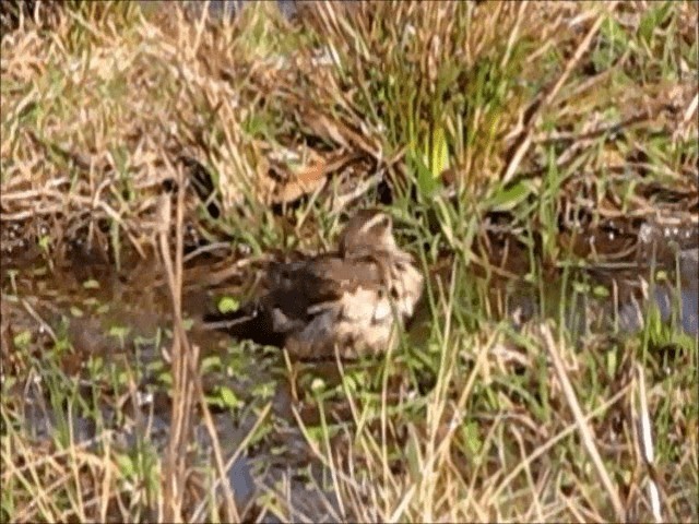  - Long-tailed Cinclodes