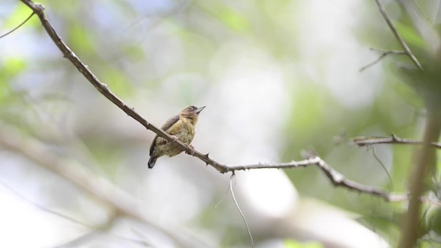  - Rusty-necked Piculet