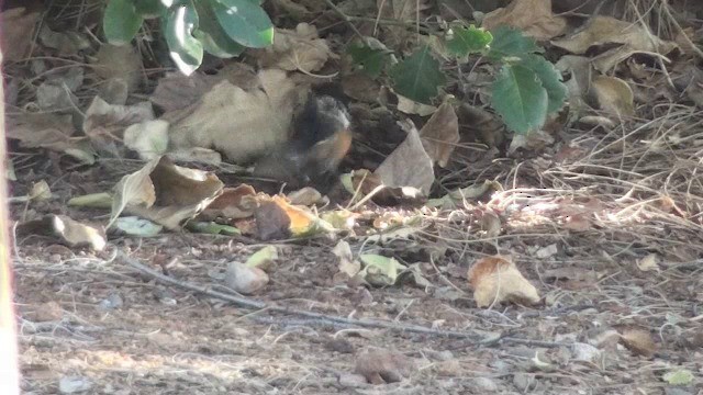 Spotted Towhee - ML201658981