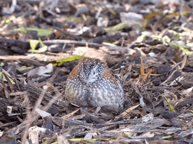 Painted Buttonquail - ML201659041