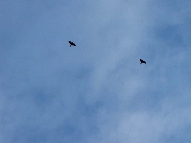 kakadu hnědohlavý - ML201659081
