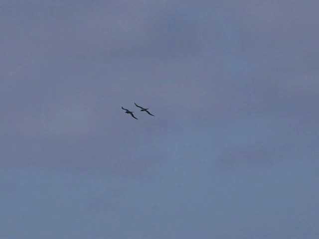 albatros světlehřbetý - ML201659491