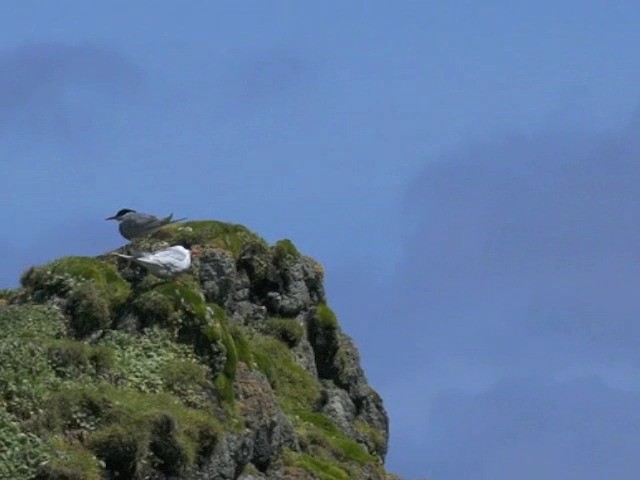 Antarctic Tern - ML201659591
