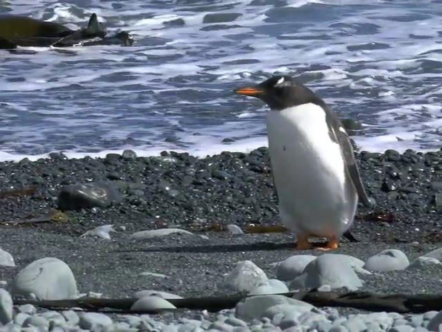 Gentoo Penguin - ML201659711