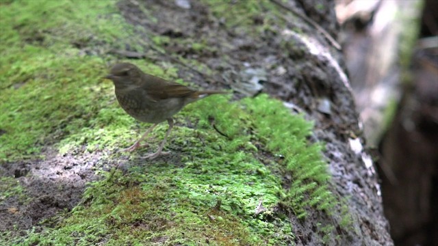Rufous-tailed Robin - ML201660031