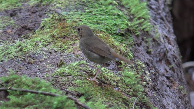 Rufous-tailed Robin - ML201660081