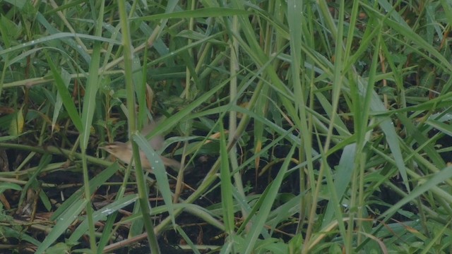 Black-browed Reed Warbler - ML201660211