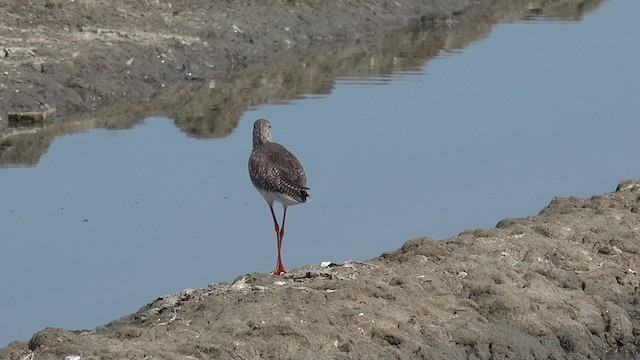 Spotted Redshank - ML201660231