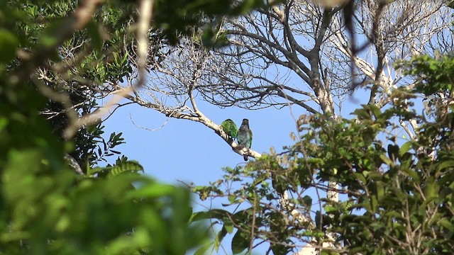 Blue-headed Parrot (Reichenow's) - ML201660351