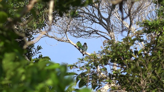 Blue-headed Parrot (Reichenow's) - ML201660361