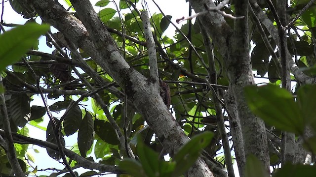 Ringed Woodpecker (Atlantic Black-breasted) - ML201660371