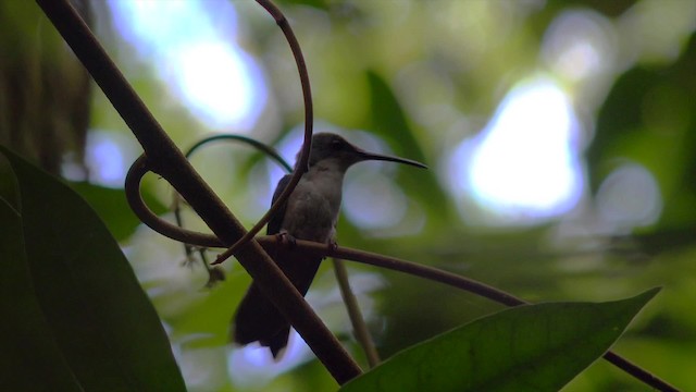 kolibřík pralesní - ML201660431