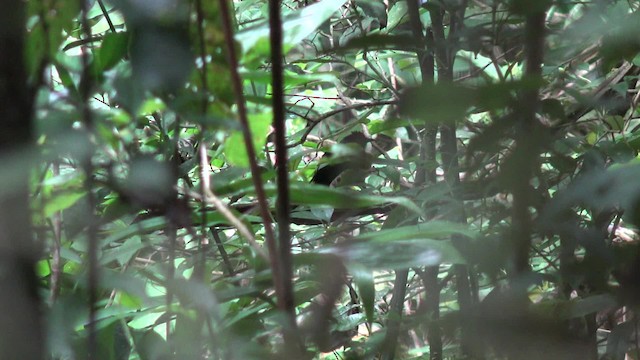 Doğu Amazon Alevli Karıncakuşu - ML201660441