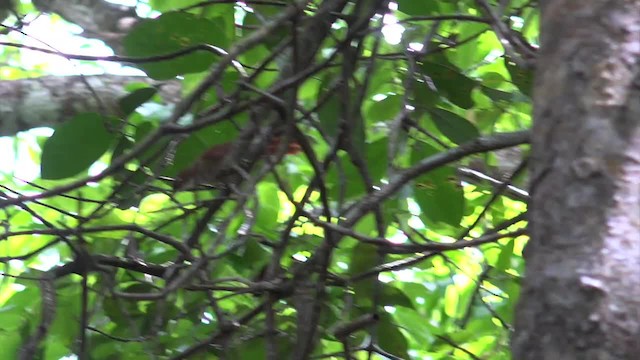 Pernambuco Foliage-gleaner - ML201660491