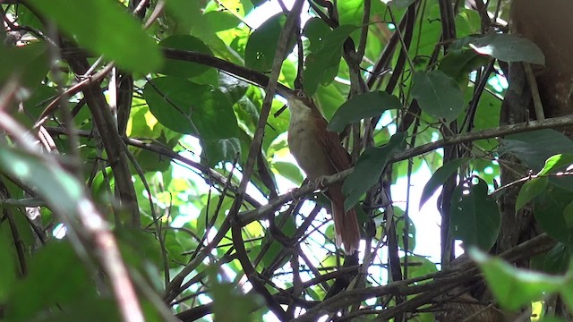 Pernambuco Foliage-gleaner - ML201660521