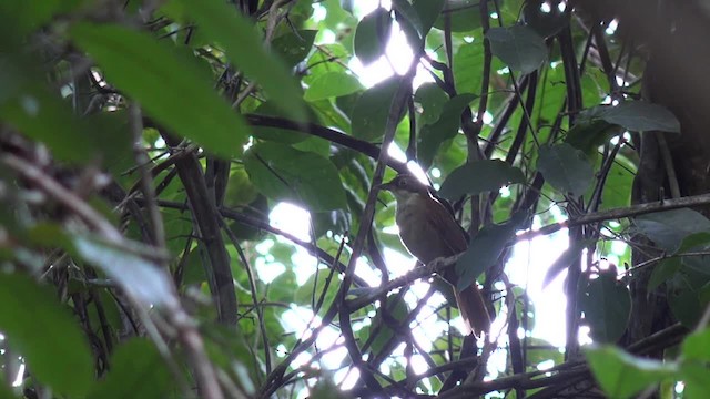 Pernambuco Foliage-gleaner - ML201660531