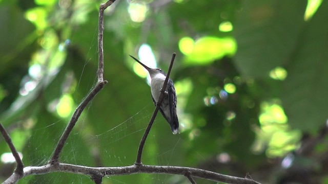 kolibřík pralesní - ML201660551
