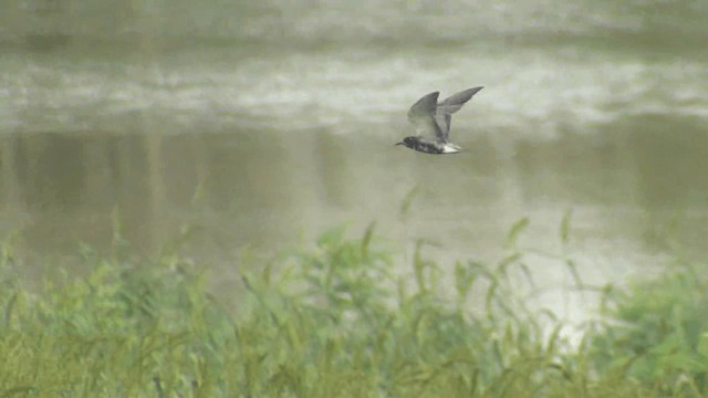 Black Tern - ML201660911