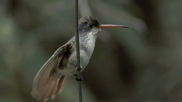 Violet-crowned Hummingbird - ML201661141