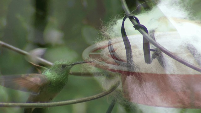 kolibřík mexický (ssp. beryllina/viola) - ML201661161