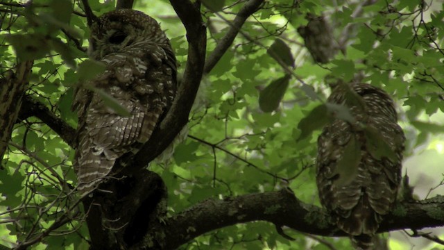 Spotted Owl (Mexican) - ML201661171
