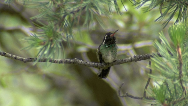 kolibřík bělouchý - ML201661211