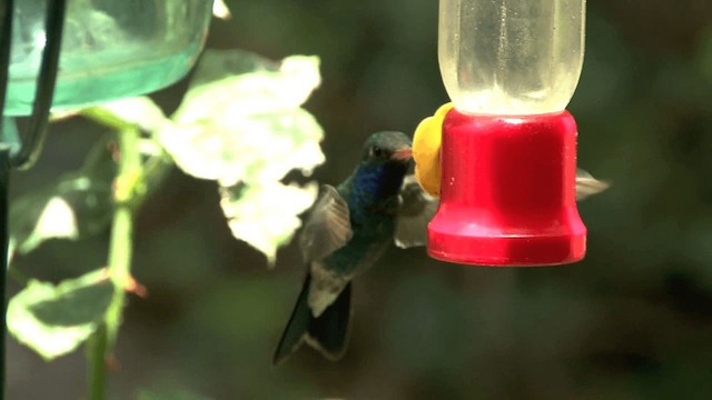 kolibřík širokozobý - ML201661301